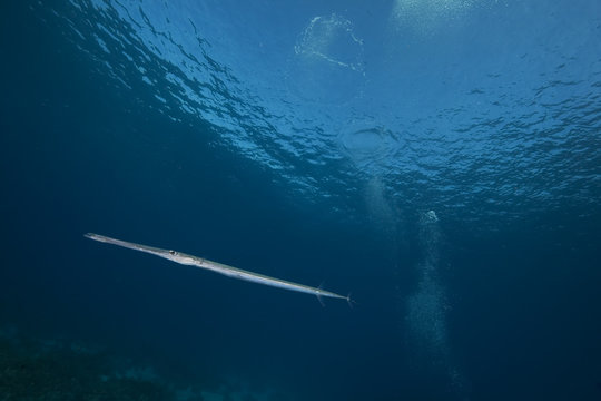 Needlefish And Ocean