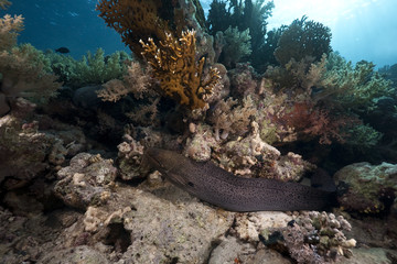 Giant moray, ocean and coral
