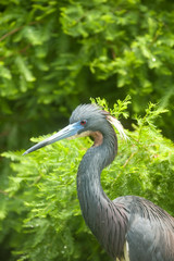 Tricolored heron
