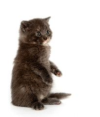 Gray kitten begging