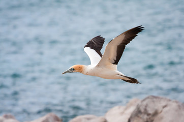 Fototapeta na wymiar Cape Gannet flying close to the ocean