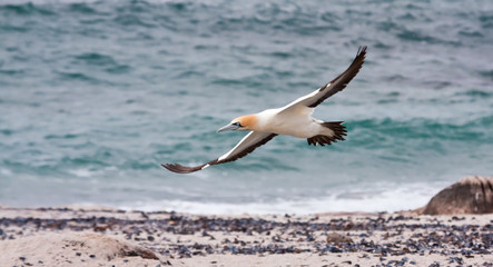 Fototapeta na wymiar Cape Gannet flying close to the ocean