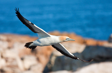 Gape Gannet