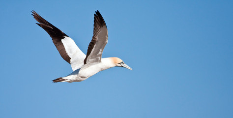 Cape Gannet