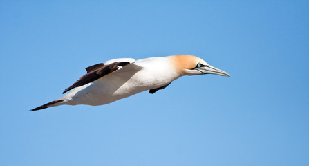 Fototapeta na wymiar Cape Gannet flying against a bright blue sky