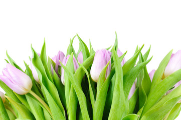 Violet tulips isolated on white