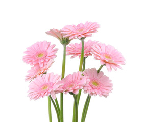 Pink gerber flowers isolated on white background