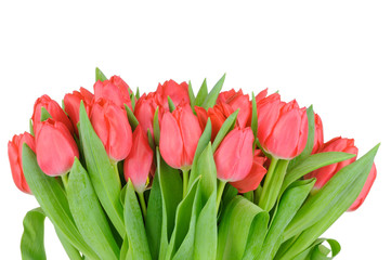 Tulips isolated on white background