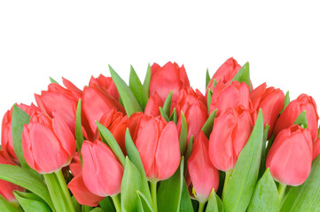 Obrazy na Szkle  Tulipany na białym tle