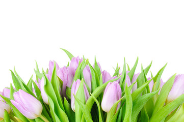 Violet tulips isolated on white background