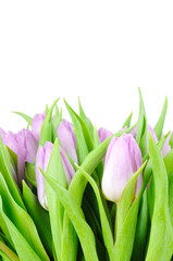 Violet tulips isolated on white background