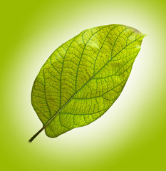 leaf of avocado tree