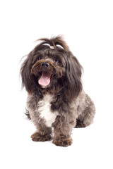 picture of a curious black bichon