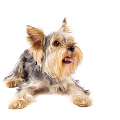pupyy Yorkshire Terrier laying on a white background