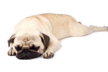 pug sleeping