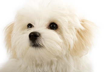face of an adorable bichon maltese