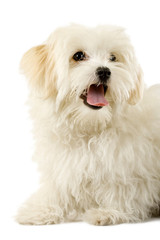 Portrait of a havanese dog