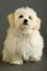 maltese dog sitting