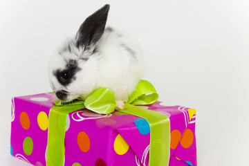 happy rabbit © drubig-photo