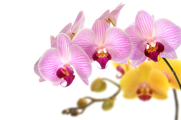 Fototapeta na wymiar Orchideen 45