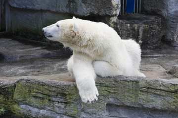 Polar bear.