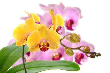Orchideen 40