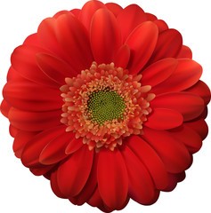 Flower,red gerbera