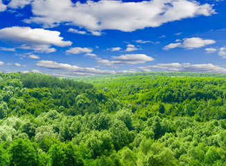 Fototapeta premium trees