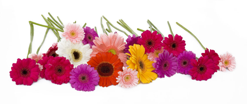 Gerberas