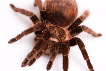Tarantula!