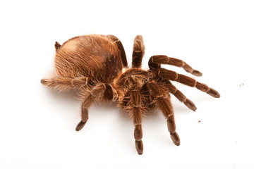 Tarantula!