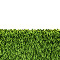 Green Hedge isolated on white background
