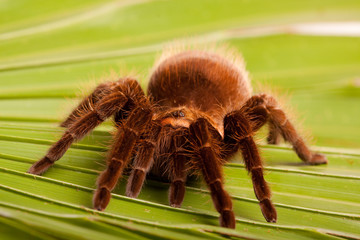 Scary Spider!