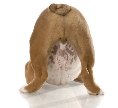 bulldog puppy from the backside view with body in playful stance