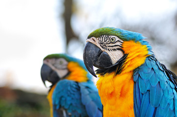 ルリコンゴウインコ