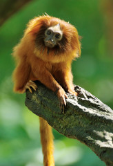 golden lion tamarin