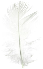 duvet blanc fond blanc
