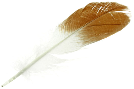 plume oiseau fond blanc