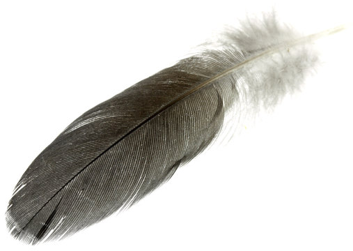 plume grise fond blanc