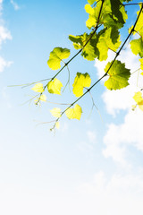 Grape Vine against blue sky