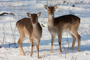 Scheue Rehe