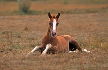 Obraz premium Jeune poney welsh couché dans un pré
