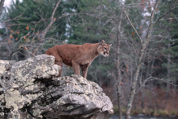 Cougar