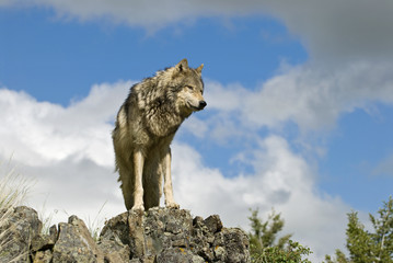 Gray wolf on ridgeline
