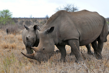 mother rhino with calf in Kruger national park,South Africa