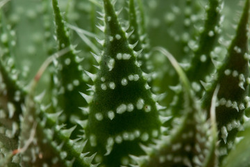 Dangerous close-up green cactus with needles