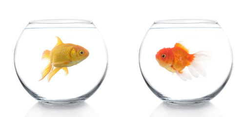 two different goldfish