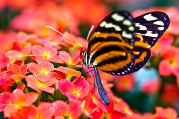 Getigerter Passionsfalter