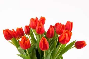 Tulpen - rotorange