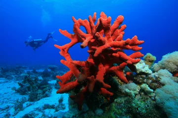 Rolgordijnen Red Finger Sponge with scuba diver in background © Richard Carey